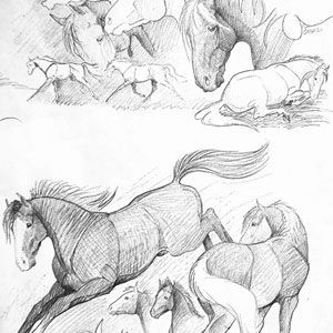 Western & English Gift Wrap, Sketchbook Horse